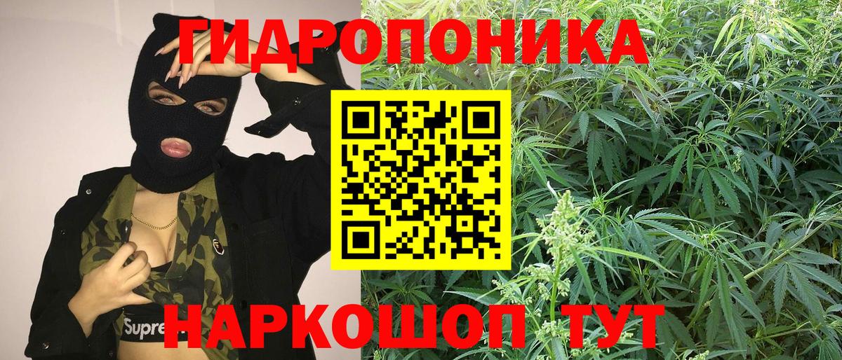 Канабис индика  Канабис семена  Конопля планчик  Славгород  Бошки марихуана VHQ  Вход с VPN 
